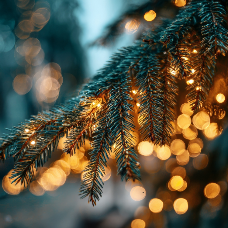 Rozsvícení vánočního stromu v Jaroměři 2025