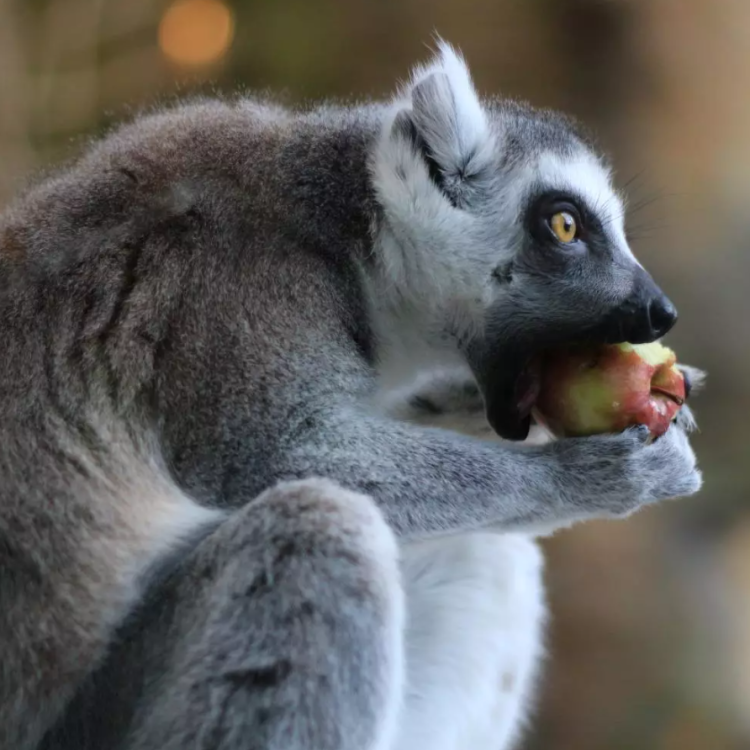 Pololetní prázdniny v Safari Parku Dvůr Králové
