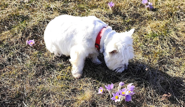 Obrázky z procházky