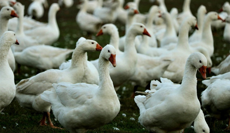 O koni, plášti a zrádných husách