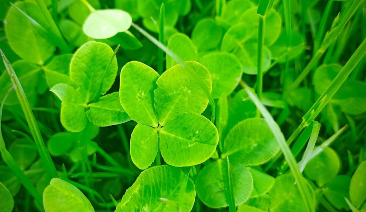 Drclo do mne štěstí. A chci příště zase!