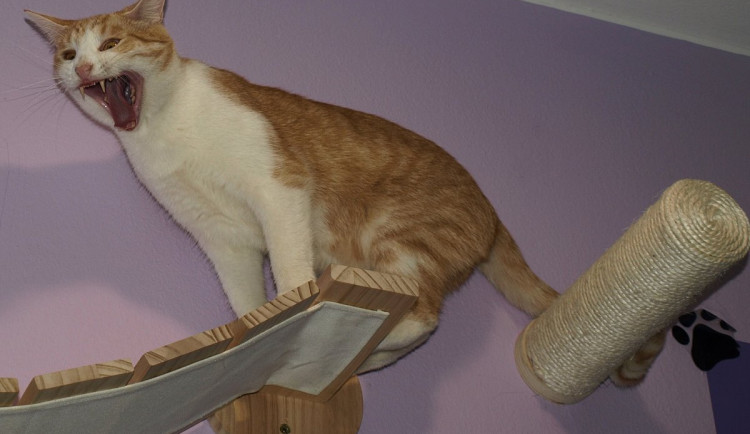 Jak jsem byla (chvíli) bohyní