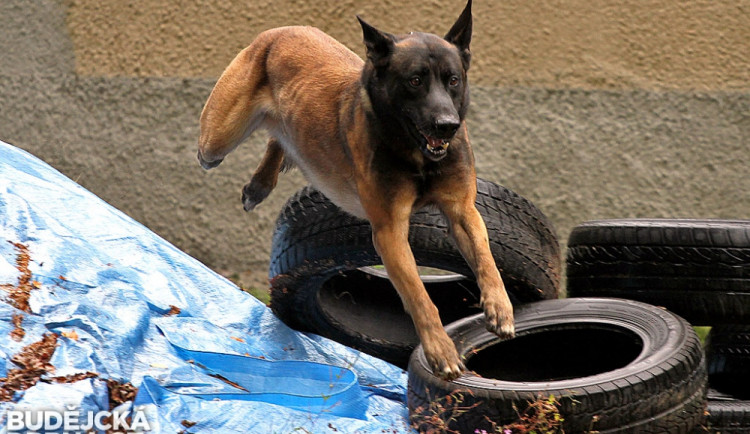 Budějcký belgičák Attu je nejlepší v republice