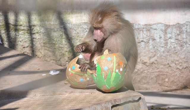 FOTO: Zvířata v liberecké zoo slavila Velikonoce. Dostala papírová vejce s dobrotami