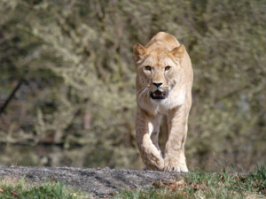 Safari Park Dvůr Králové: Lvice Khalila a Tessy budou letošní novinkou Lvího safari