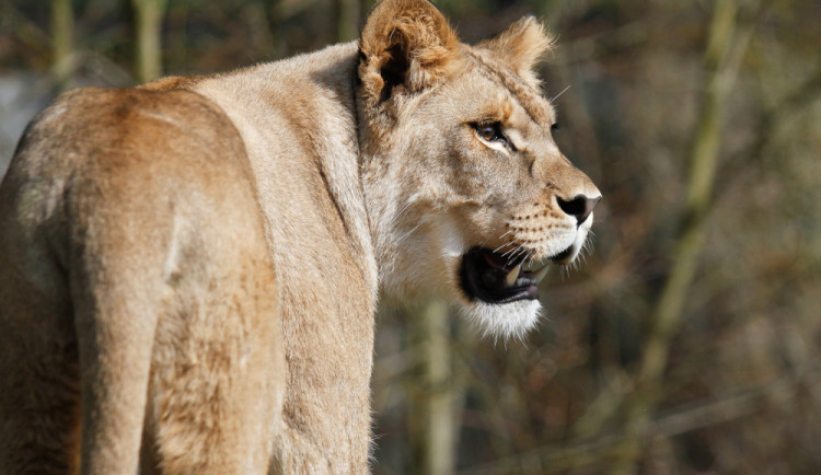samice lva berberského