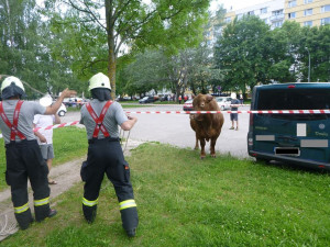 Býk se vydal na nedělní procházku, došel až na sídliště