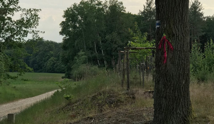 Postříkané stromy