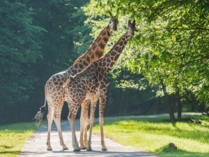 ZOO Dvůr Králové buduje expozici žiraf, lidé je uvidí i v zimě