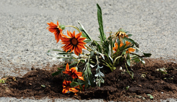 Květina na Velkém náměstí v Hradci Králové