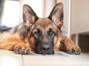Trutnovské psy ohrožuje parvoviróza, nakažení mají průjem a zvrací