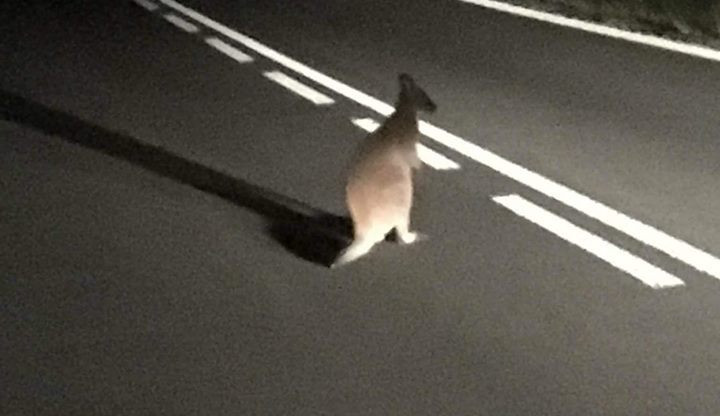 Kolem Hradce se pohybuje klokan. Už několik dní se ho nedaří chytit