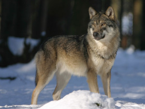 Aktivisté na Broumovsku pomáhají chovatelům bránit se vlkům