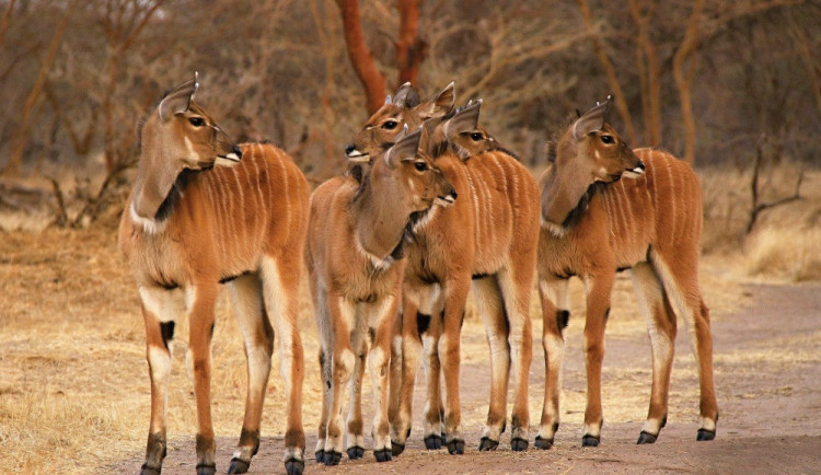 Mláďata antilopy Derbyho