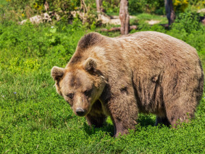 KRNAP považuje spatření medvědů v horách za věrohodné