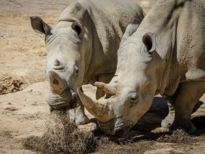 Vědci významně pokročili v záchraně nosorožců, mají umělé embryo