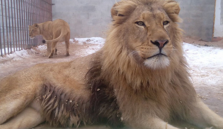 Lev Africký chovaný v Bioparku Štít