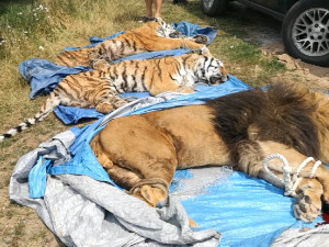 FOTO: Tygři a lev, kteří utekli v Bioparku Štít na Hradecku, jsou zpět ve své kleci