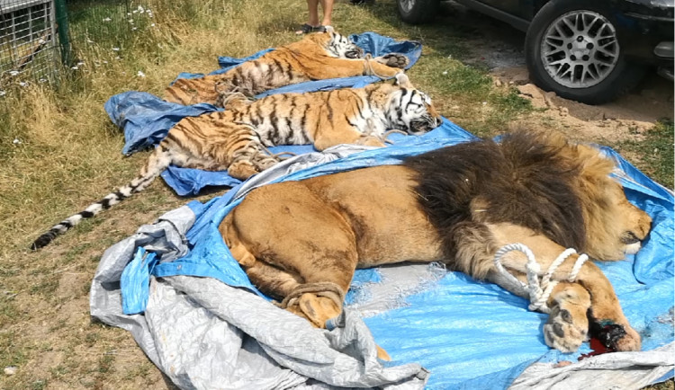 Odchyt lva a tygrů