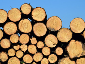 Správa KRNAP kvůli kůrovci likviduje dřevo chemicky