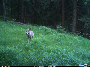 Fotopast v Krkonoších zachytila vlka, zřejmě migrujícího jedince
