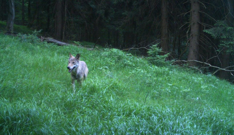 Vlk zachycený fotopastí