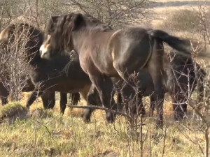 Divocí koně ve východních Čechách pomohli vzácným druhům
