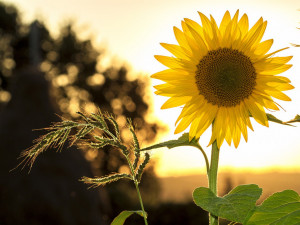 POČASÍ NA ÚTERÝ: Teploty neklesnou. Někde bude až 36 °C