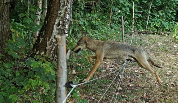 Mladá vlčice opouští ohradu