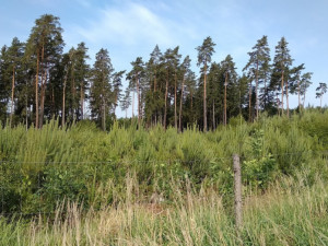V hradeckých lesích kvůli suchu stoupla nahodilá těžba dřeva