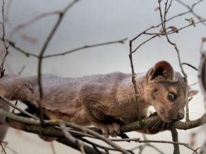 Ve dvorské zoo jsou opět k vidění největší šelmy Madagaskaru. Tentokrát i s mláďaty