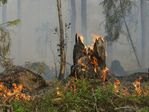 Tři české jednotky hasičů pomáhají s likvidací požáru lesa u Jarkówa v Polsku