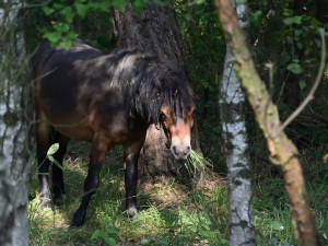 Koně v hradecké lokalitě Na Plachtě