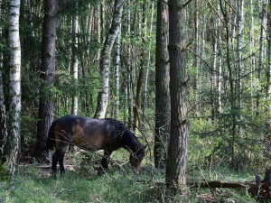 Koně v hradecké lokalitě Na Plachtě