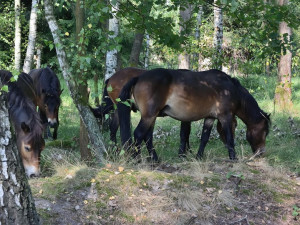 FOTO: Divocí koně v hradecké lokalitě Na Plachtě poprvé vstupují do lesa