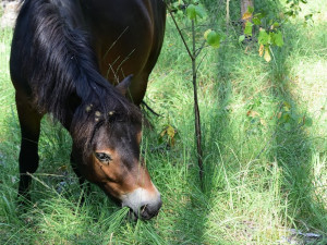 Koně v hradecké lokalitě Na Plachtě