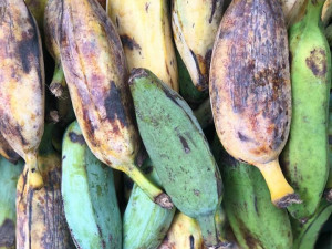 Na Náplavce se bude ochutnávat exotické ovoce, Virunga doveze annony, dračí ovoce i jackfruity