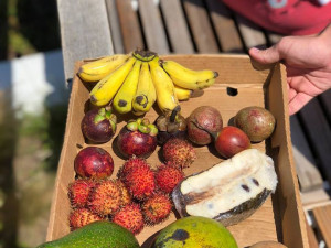 Na Náplavce se bude ochutnávat exotické ovoce, Virunga doveze annony, dračí ovoce i jackfruity