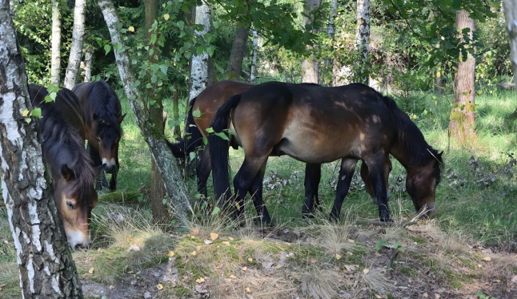 Koně v hradecké lokalitě Na Plachtě