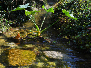 Někdo "ucpal" Zlatý potok v Krkonoších, uhynulo osm kriticky ohrožených mihulí