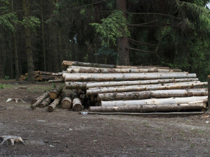 Lesům ČR v pololetí klesl zisk o 38 procent na 1,8 miliardy Kč