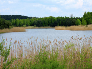 Kvalita vody v Oborském rybníku v Jinolicích se zlepšila
