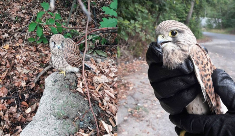 Odchycená poštolka