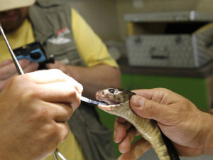 Ve dvorské zoo veterináři operovali prudce jedovatou kobru černou