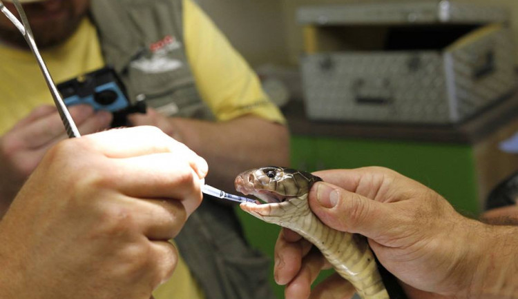 Operace kobry černé