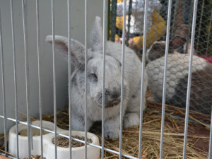 15. Královéhradecké krajské dožínky přilákaly zástupy lidí