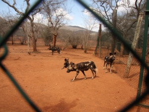 Jehly a stříkačky ze Safari Parku Dvůr Králové pomáhají ohroženým psům hyenovým v Africe
