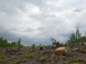 Vichřice poničila Lesům ČR asi 300 tisíc metrů krychlových dřeva