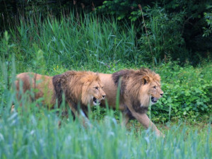 Dvorská zoo prodloužila provoz afrického safari do 7. října