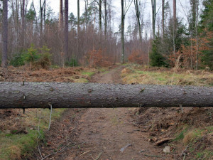 K tragédii stačilo málo, padajícího stromu si cyklista všiml na poslední chvíli. Při pádu z kola se zranil